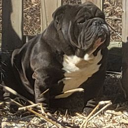 Blue - Bulldog