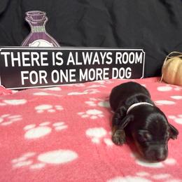 Angel AKC 3220 - Black and tan female Dachshund puppy in Indian Trail, North Carolina from Hilda’s Teenie Weenies