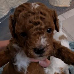 Poodle puppies from RhineStone Poodles