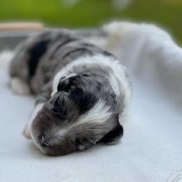 Aussiedoodle Puppies from H5 Mini Doodles