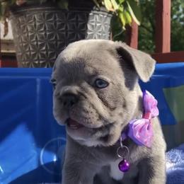 French Bulldog Puppies from @yarathefrenchie