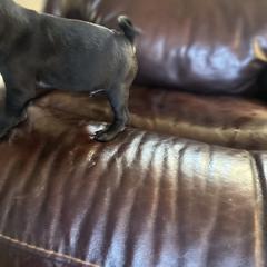 Mario - Black male Pug puppy in Indian Trail, North Carolina from Love Pugs