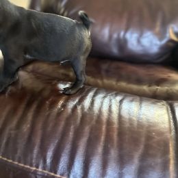 Mario - Black male Pug puppy in Indian Trail, North Carolina from Love Pugs