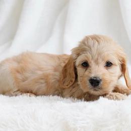 Carter silky third  in group photo - Red male Dachshund puppy in Richmond, Virginia from Irresistible Dachshunds & Cavaliers