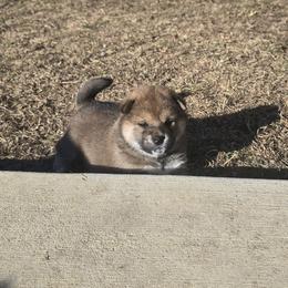 Shiba Inu Puppies from Diwasou