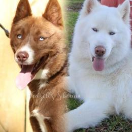 Siberian Husky puppies from Feazell’s Siberian Huskies