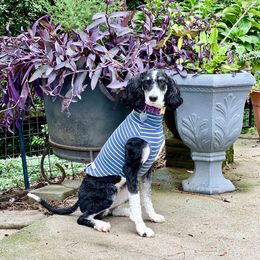 Luna - Bernedoodle