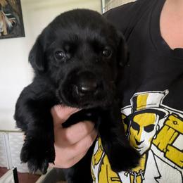 Nova - Black female Labrador Retriever puppy in Commerce, Oklahoma from Standing Water Kennels