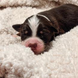 Star AKC - Red tri-color female Australian Shepherd puppy in Polk City, Florida from Skaky Shepherds