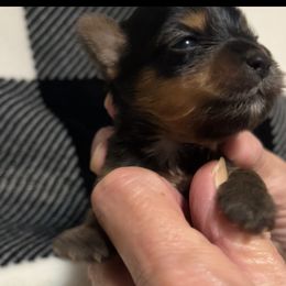 Yorkshire Terrier Puppies from Sweet Soul Yorkies