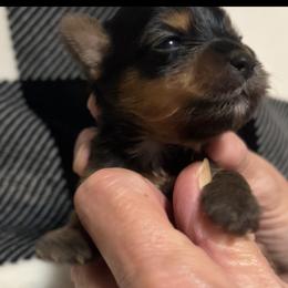 Yorkshire Terrier Puppies from Sweet Soul Yorkies