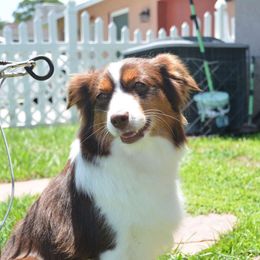 Ember - Miniature Australian Shepherd