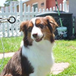 Ember - Miniature Australian Shepherd