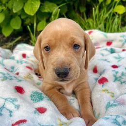 Teddy - Cream male Dachshund puppy in Vevay, Indiana from Works Farm Dachshunds