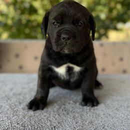 Purple Collar N - Black female Cane Corso puppy in Paris, Texas from Knucklehead Cane Corso