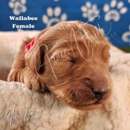 Wallabee - Red  female Goldendoodle puppy in Peyton, Colorado from Grace N Faith Doodles