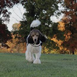 Grace - Poodle
