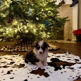 Daisy - Black and tan female Pembroke Welsh Corgi puppy in Johnson City, Texas from McCall Creek Corgis