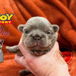 Toy Story's Bo Peep (lilac fluffy) - Tricolors female French Bulldog puppy in Salem, Oregon from Toy House Frenchies