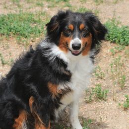 Dixie - Miniature Australian Shepherd