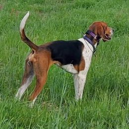 American Foxhounds from Cedarwood Kennels
