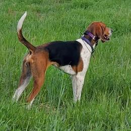 American Foxhounds from Cedarwood Kennels