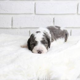 Bullseye - Merle male Labradoodle puppy in Bryantown, Maryland from Doodles on Duty