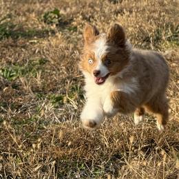 Tinker - Red merle female Toy Australian Shepherd puppy in Columbus, Kansas from Desert Dreamcatcher Ranch