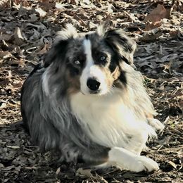 Sugar - Australian Shepherd