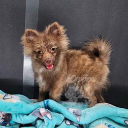 Pepper's Breaking The Habit - Habby - Chocolate male Pomeranian puppy in Plant City, Florida from Pepper's Pomeranians