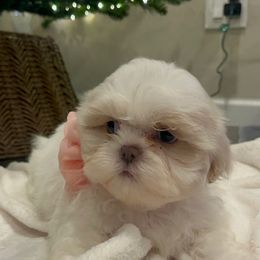 Female 2 - White female Shih Tzu puppy in Needville, Texas from Precious Moments Shih Tzu
