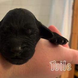 Goldendoodle Puppies from Lena’s “Baby Beans” and “Christmas Cookies”
