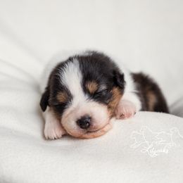 Australian Shepherd Puppies from Lilyoaks Australian Shepherds