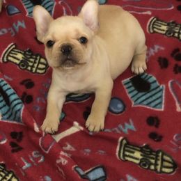 Boxer and French Bulldog Puppies from Blissful Euro Boxers & French Bull Dogs