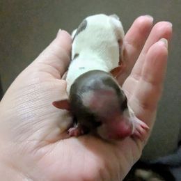 Chocolate and tan parti girl - Parti female Yorkshire Terrier puppy in Odenville, Alabama from Yorkie Prints