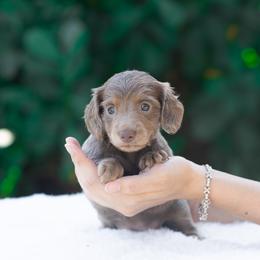 Ghost - Chocolate female Dachshund puppy in Fort Myers, Florida from Blossom Paws