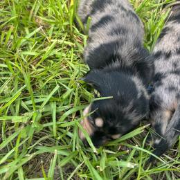 Royal Blue Collar - Dapple male Dachshund puppy in Eustis, Florida from K8’s Dachshunds