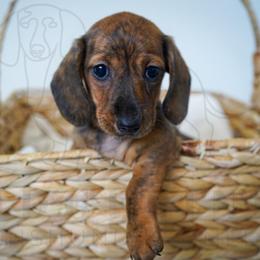 Sarah - Brindle female Dachshund puppy in Temecula, California from Naomi Magee's Dachshund Kennel