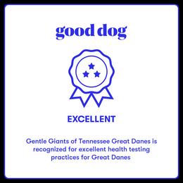 Great Dane Puppies from Gentle Giants of Tennessee Great Danes