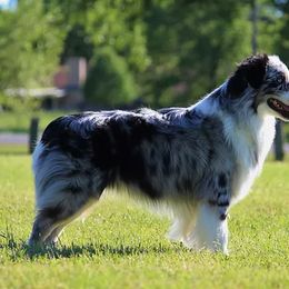 Australian Shepherds, Miniature American Shepherds, and Miniature Australian Shepherds from Diamond H Aussies