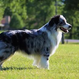 Australian Shepherds, Miniature American Shepherds, and Miniature Australian Shepherds from Diamond H Aussies