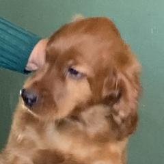 Irish Setter Puppies from Maxwell Irish Setters