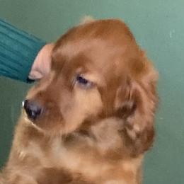 Irish Setter Puppies from Maxwell Irish Setters