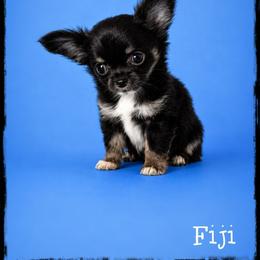 Fiji - Black and tan male Chihuahua puppy in Demorest, Georgia from Sourpatch Chihuahuas