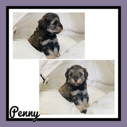 Penny - Sable female Schnoodle puppy in Lebanon, Missouri from Cedar Glades Canines