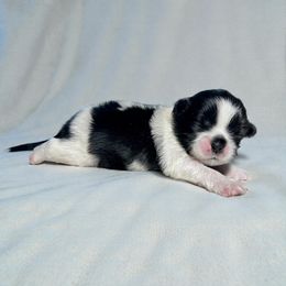 AKC-Maverick - Black and white male Shih Tzu puppy in Mooresville, North Carolina from Juji Shih Tzu