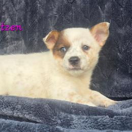 Blitzen - Red speckled female Australian Cattle Dog puppy in Silsbee, Texas from Rockin ND Ranch
