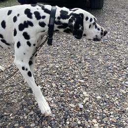 Odin  - Dalmatian