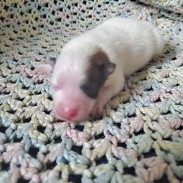 Companion Cross, Pomeranian, and Sheepadoodle Puppies from Fluffy Wonders Poms and Doodles