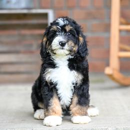 Gator (socialization program student) - Tri-color male Bernedoodle puppy in Dundee, Ohio from Down Home Doodle